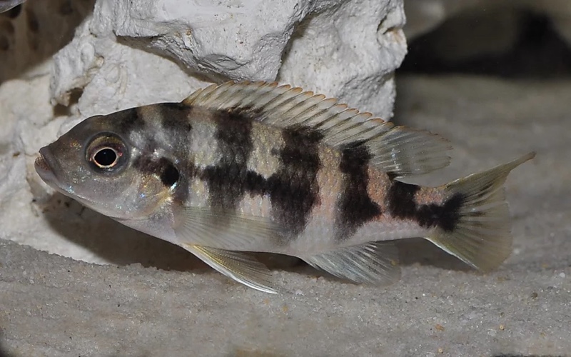 Petrotilapia sp. 'chitimba' Chitimba Bay
